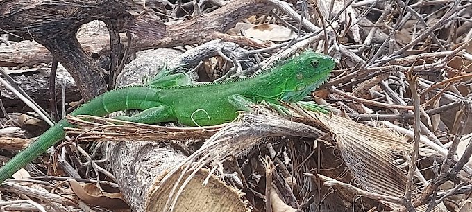 Faune local sur la plage de pompierre