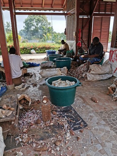 Préparation de la farine pour la préparation des kassav en Guadeloupe à la maison de la kassaverie