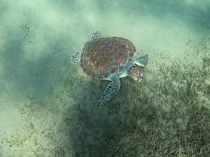 Tortues à malendure