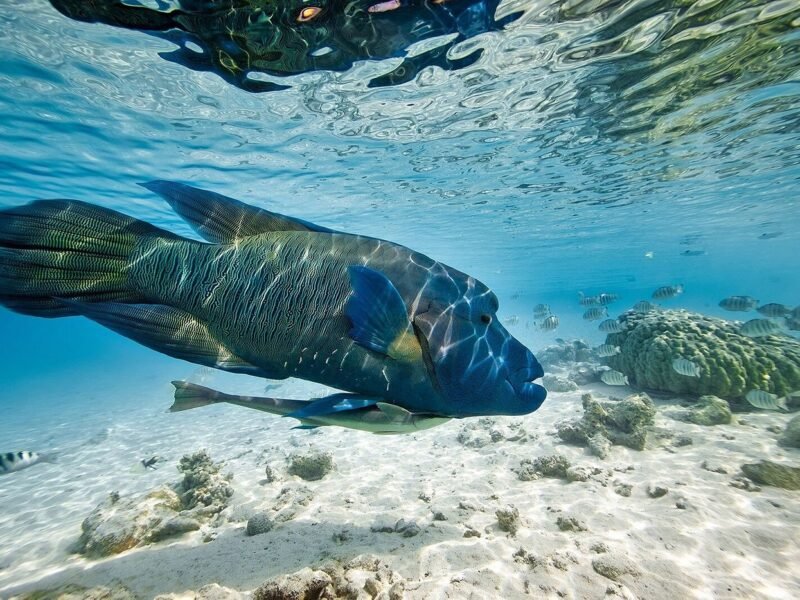 Réserve Cousteau