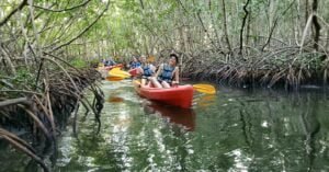 Balade dans la mangrove avec Ti Evasion Kayak