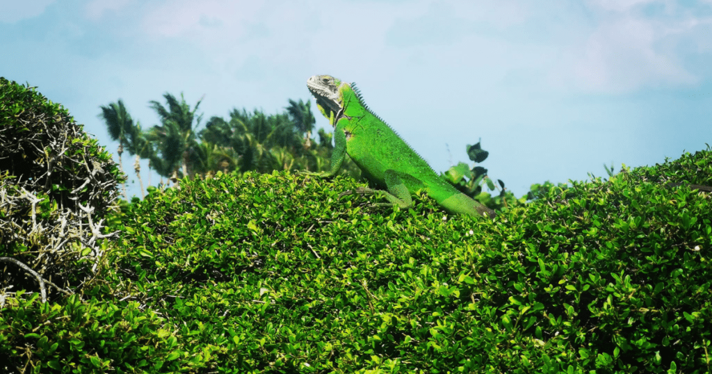 L'iguane des petites antilles présente à Petite terre en Guadeloupe. 