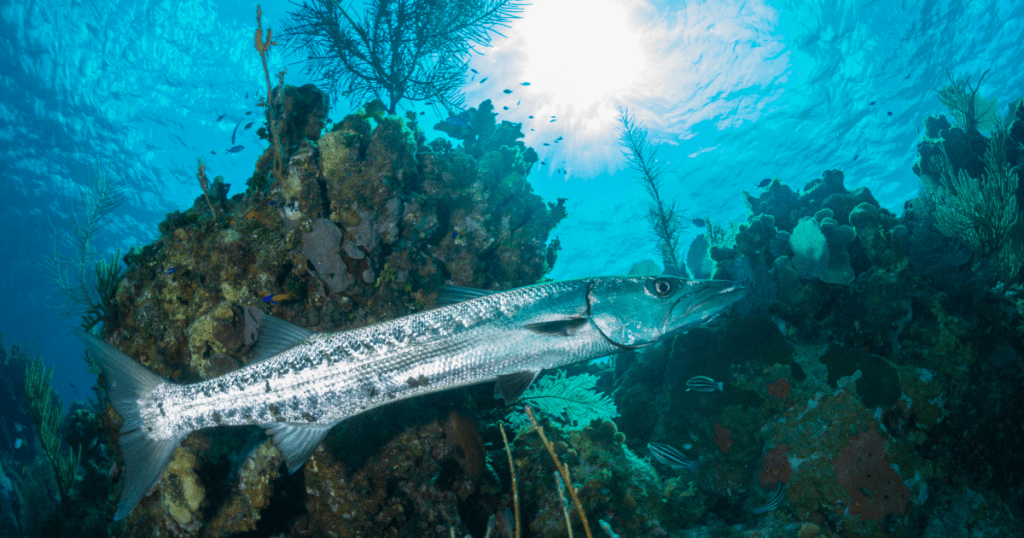 Barracuda en Guadeloupe paisiblement dans l'eau.