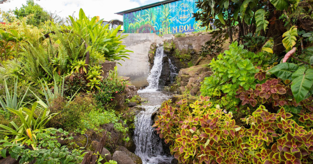 Distillerie Bologne Basse terre guadeloupe