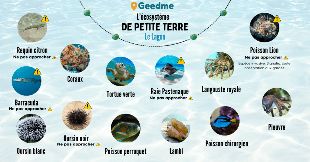 Carte de la faune et la flore de Petite Terre en Guadeloupe. Les espèces dans le lagon. Requin Citron etc