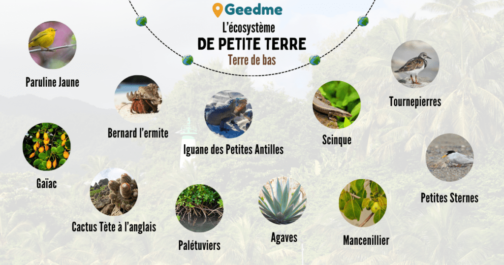 Les espèces présentes sur l'île de Terre de bas à Petite Terre en Guadeloupe