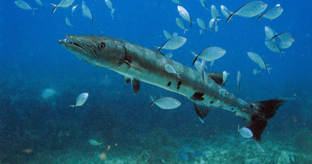 Barracuda en Guadeloupe entouré de poissons.