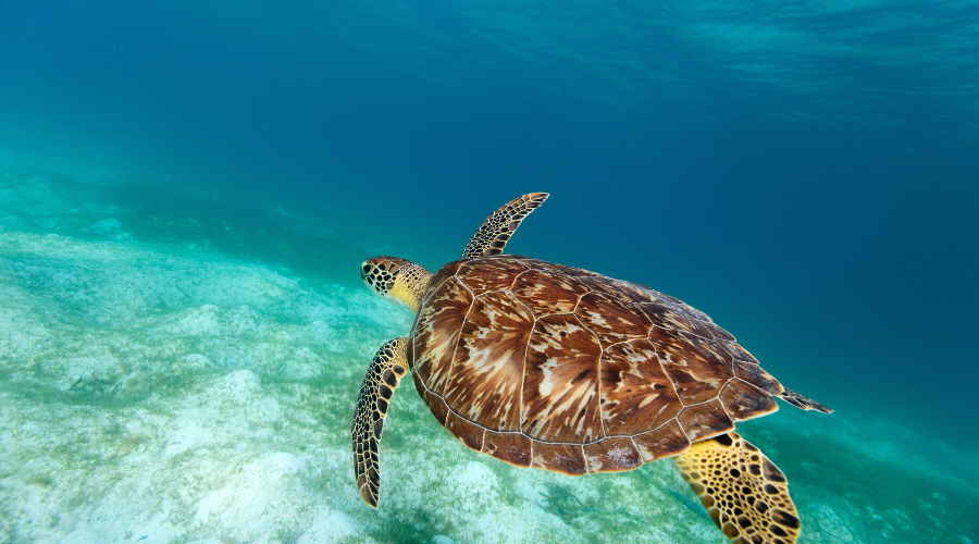 tortues imbriquées en Guadeloupe