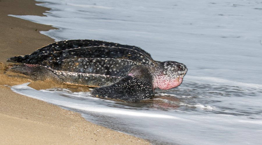 Tortue Luth en Guadeloupe