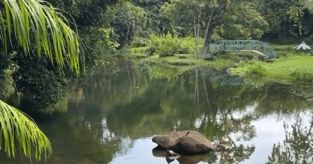 Quoi faire à Goyave ? Une visite au jardin d'eau