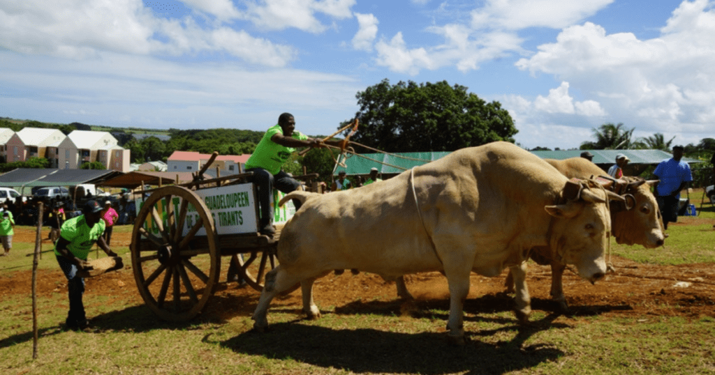 Animaux de guadeloupe : Boeufs de Guadeloupe