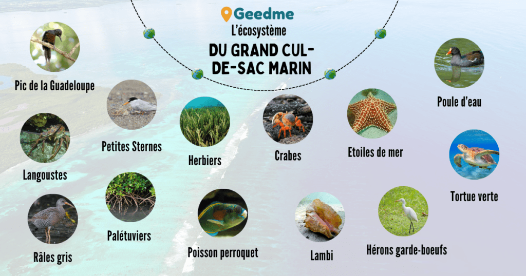 Les différentes espèces présentes dans le Grand Cul-de-Sac marin en Guadeloupe.