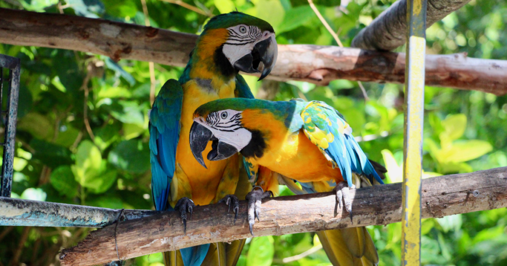 Couple d'aras du zoo des mamelles. Ils font partie des animaux de Guadeloupe à observer dans le zoo