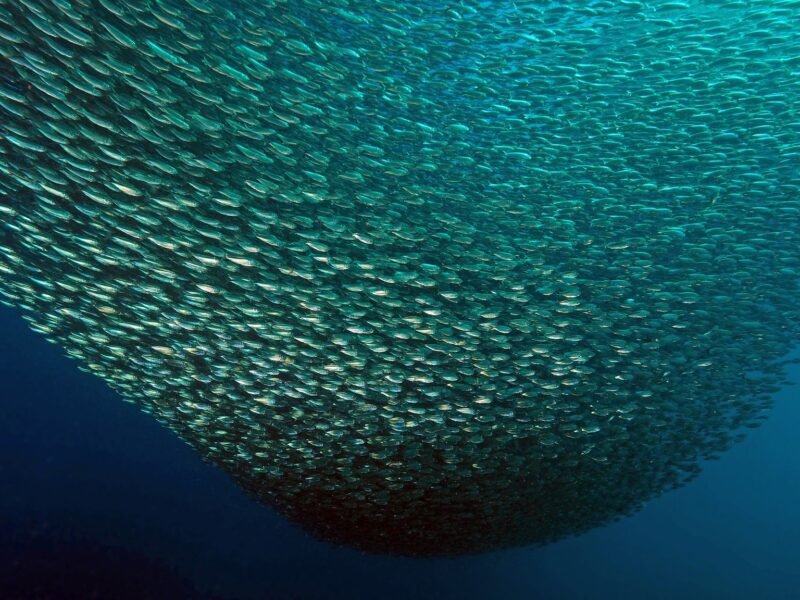 La Dive Bouteille - Plongée Les Saintes