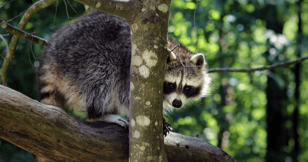 animaux de Guadeloupe