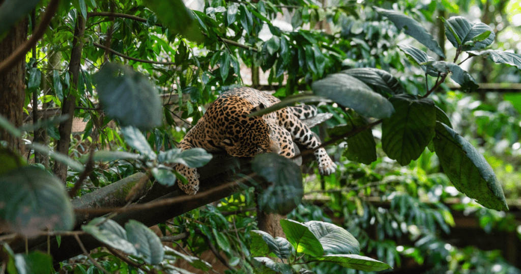 Le zoo de Guadeloupe activité à faire en famille en Guadeloupe