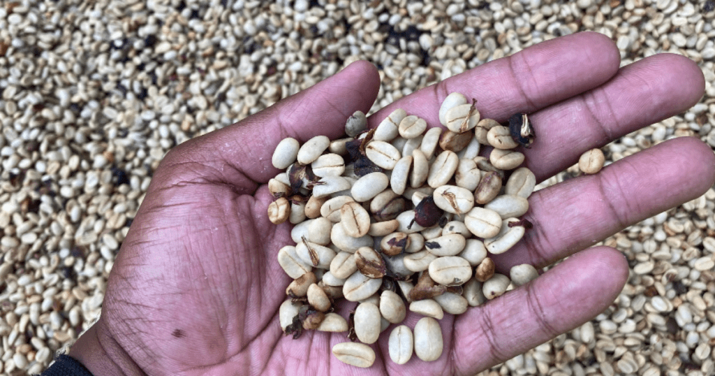 grains de café vert en Guadeloupe