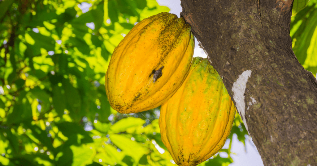 Cacaoyer de Guadeloupe