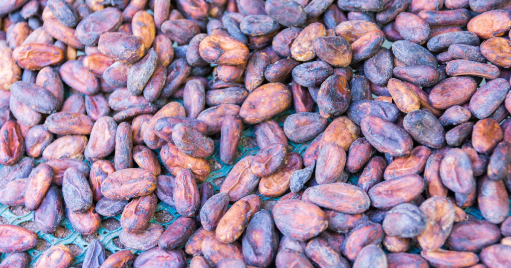 fèves de Cacao de Guadeloupe