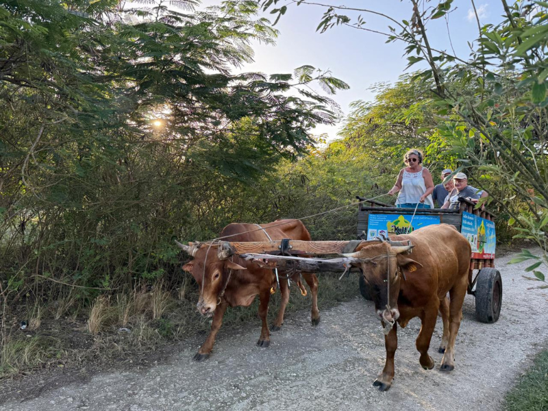 Balade en charrette à bœufs – Tradition de Guadeloupe