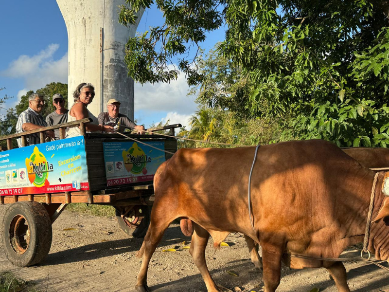 Balade en charrette boeuf Guadeloupe