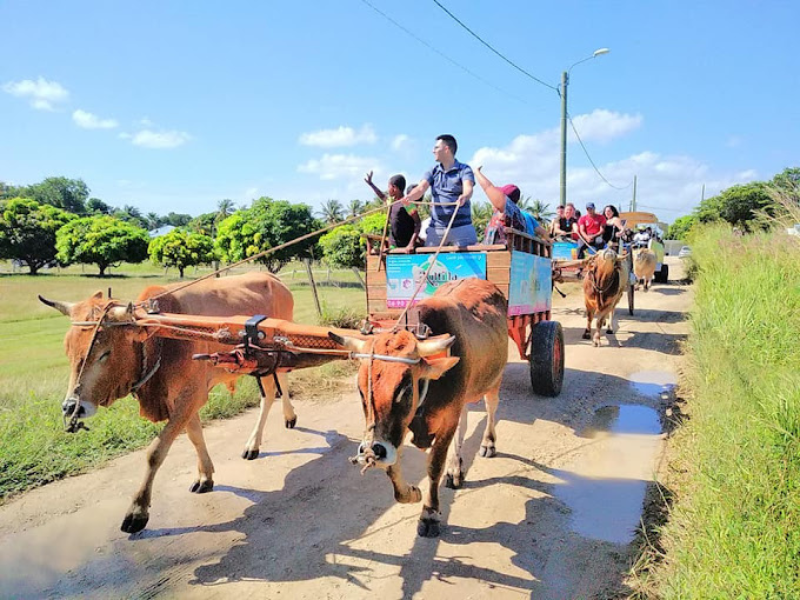 Balade en charrette à bœufs - Tradition de Guadeloupe