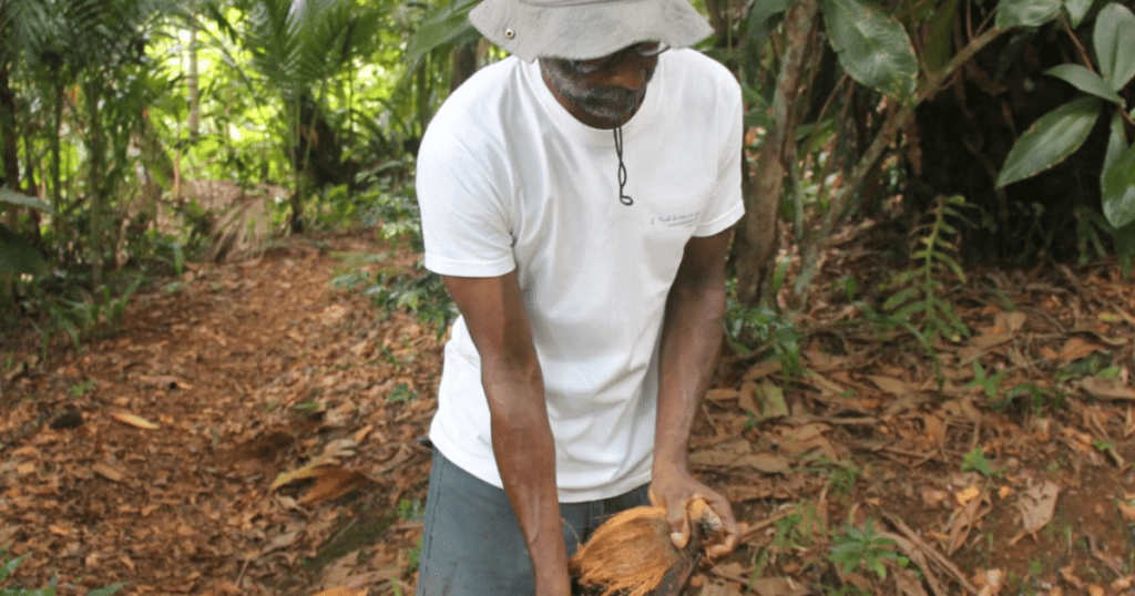 Frédéric de Florsia agroforesterie en Guadeloupe