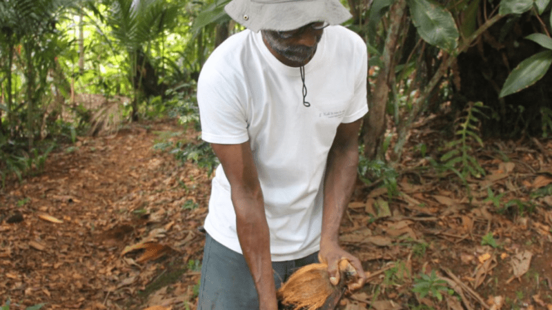 Frédéric de Florsia agroforesterie en Guadeloupe