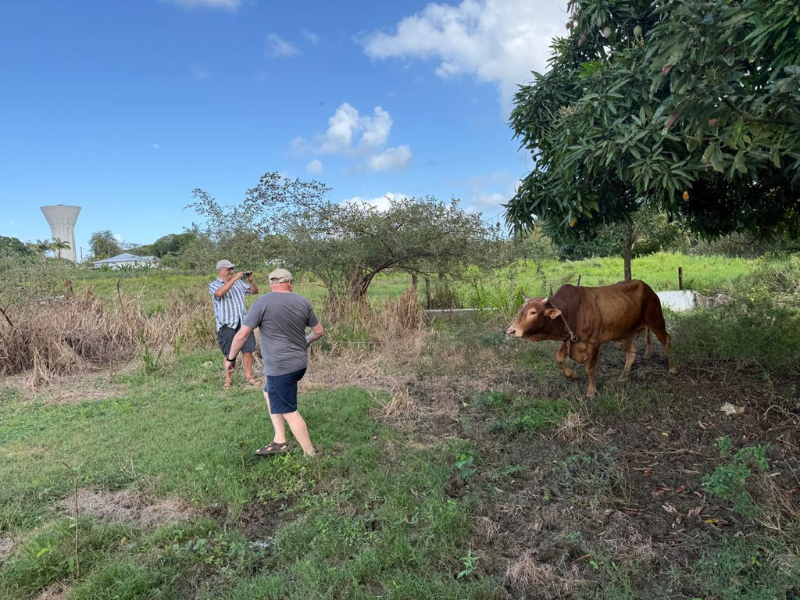 Balade en charrette boeuf Guadeloupe