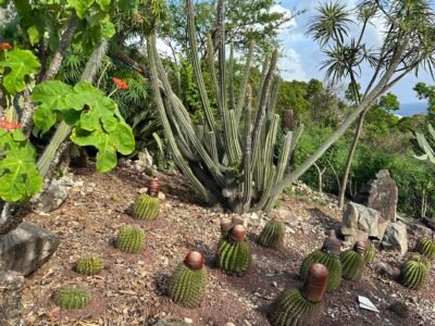 Jardin Botanique du Désert