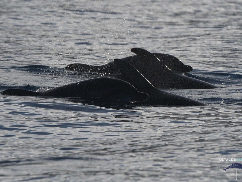 Observation de baleines & dauphins en Guadeloupe