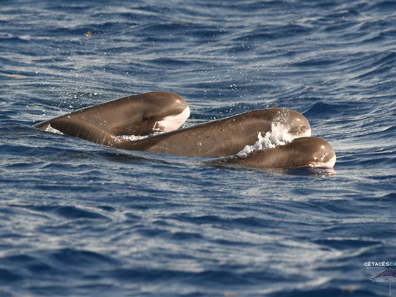 Observation de baleines & dauphins en Guadeloupe