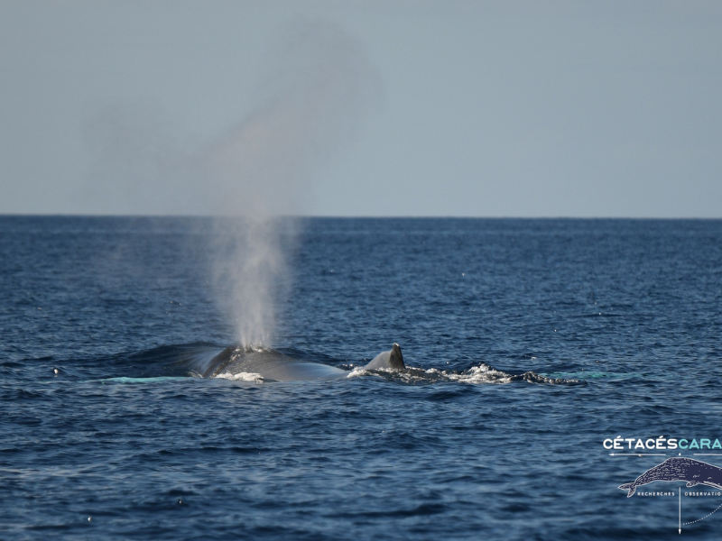 Observation de baleines & dauphins en Guadeloupe