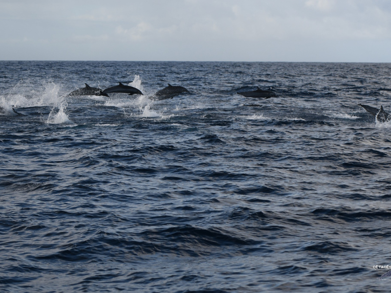 Observation de baleines & dauphins en Guadeloupe