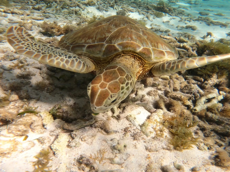 Excursion à Petite Terre en Guadeloupe