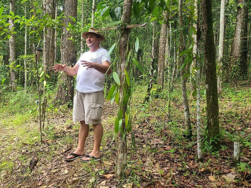 Visite de la Vanilleraie de Cedric Coutelier en Guadeloupe