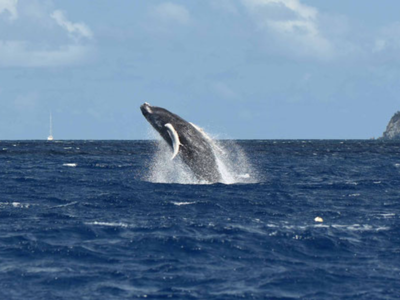 Observation de baleines & dauphins en Guadeloupe