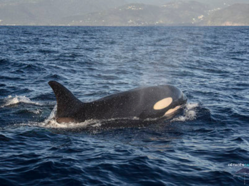 Observation de baleines & dauphins en Guadeloupe