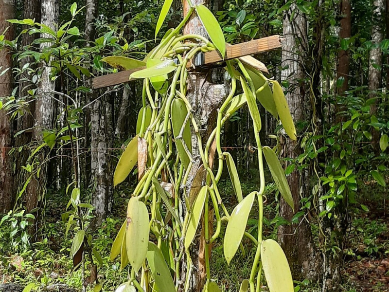 Visite de la Vanilleraie de Cedric Coutelier en Guadeloupe