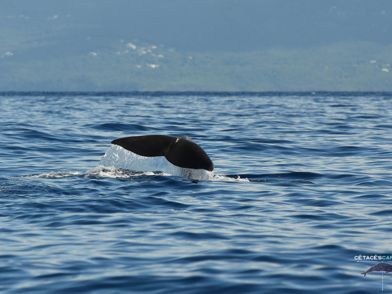 Observation de baleines & dauphins en Guadeloupe