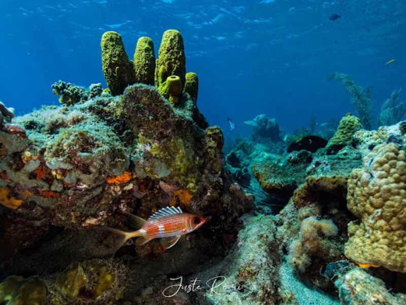 Randonnée palmée snorkeling nocturne Saint-François