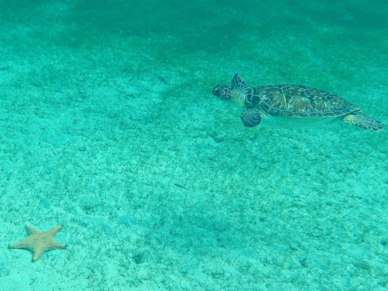 Journée aux Saintes en catamaran, pack découverte tout compris - Départ à Terre-de-Haut