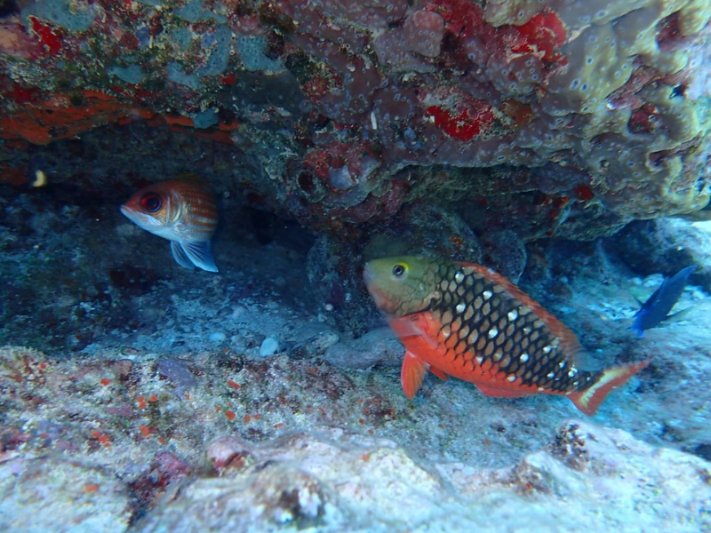 Randonnée palmée snorkeling nocturne Saint-François