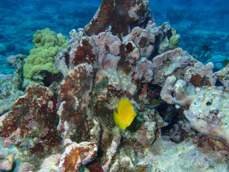 Randonnée palmée snorkeling nocturne Saint-François