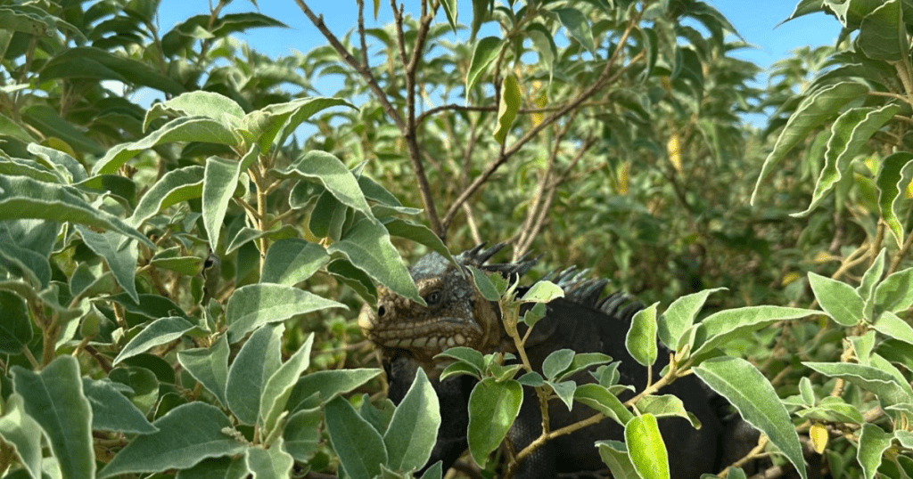 visiter Petite Terre en Guadeloupe