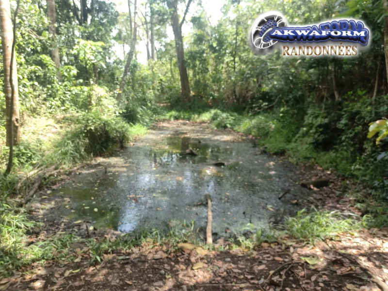 Bivouac en Guadeloupe - Forêt de Guadeloupe