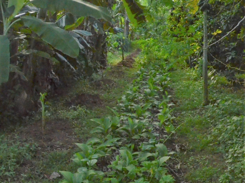 Atelier sensoriel cuisine des produits locaux Guadeloupe