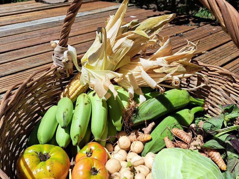 Atelier sensoriel cuisine des produits locaux Guadeloupe