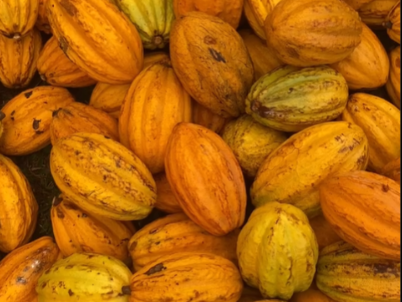 Atelier de transformation du Cacao au chocolat chaud